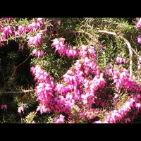 Bruyere - Erica Carnea (fam. Ericacees) (Alpes, Europe Centrale & Meridionale) (11)